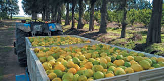 From fruit hawker to successful lemon exporter