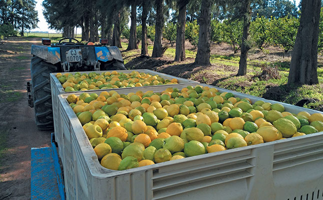 From fruit hawker to successful lemon exporter
