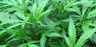 Zimbabwean cannabis production: only a few to benefit