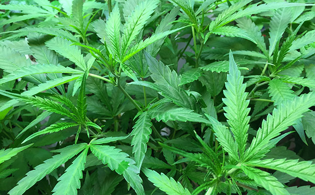 Zimbabwean cannabis production: only a few to benefit Zimbabwean cannabis production: only a few to benefit