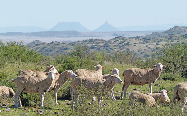 Alert issued for Rift Valley fever