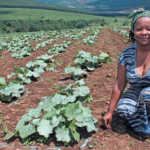 ‘Soil Sista’ profits from the  informal vegetable market