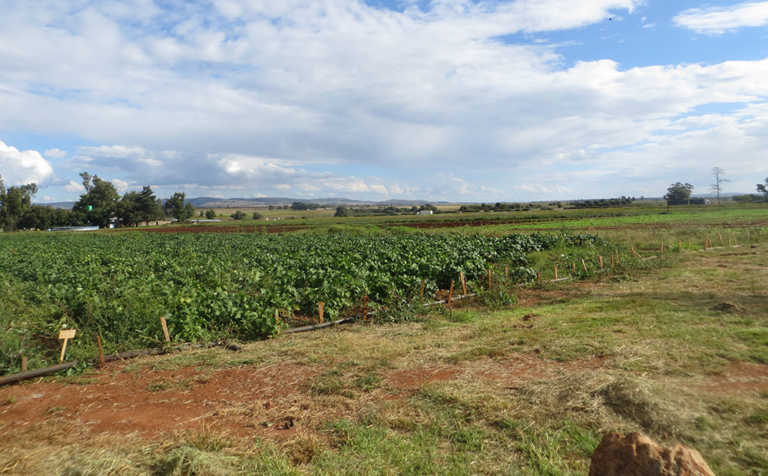 The Land Bank’s missed opportunity The Land Bank’s missed opportunity