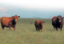 Breeding Bonsmaras for versatility and profit