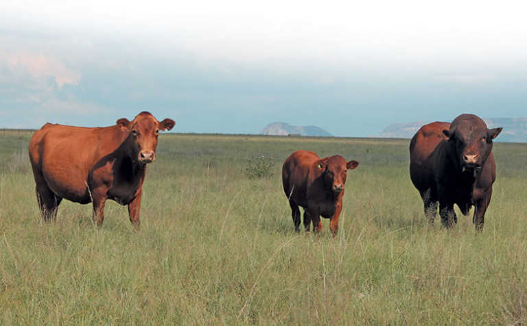 Breeding Bonsmaras for versatility and profit Breeding Bonsmaras for versatility and profit