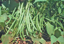 Getting the best out of beans