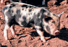 The indigenous Kolbroek pig – a South African success story