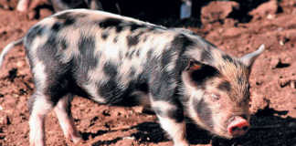 The indigenous Kolbroek pig – a South African success story