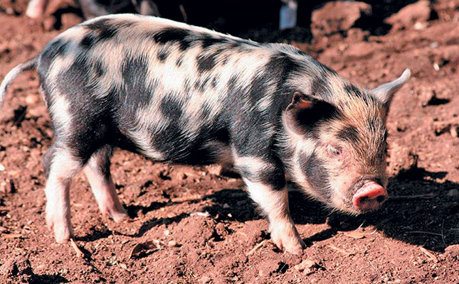 The indigenous Kolbroek pig – a South African success story