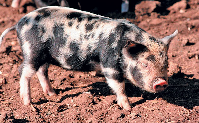 The indigenous Kolbroek pig – a South African success story The indigenous Kolbroek pig – a South African success story