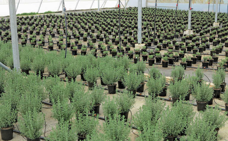 Woolworths’ Farming for the Future programme expands Woolworths’ Farming for the Future programme expands