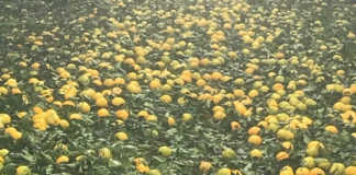 Powerful lowveld hailstorm causes long-lasting damage