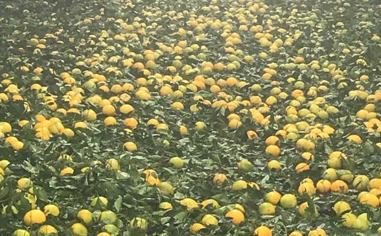 Powerful lowveld hailstorm causes long-lasting damage Powerful lowveld hailstorm causes long-lasting damage