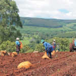 potato-farming-zama-buthelezi