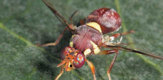 Dealing with pumpkin flies