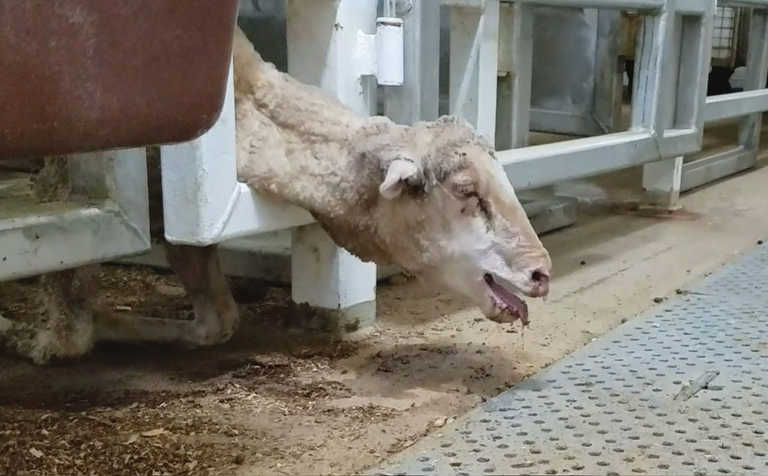 Australian parties at odds over live sheep exports Australian parties at odds over live sheep exports