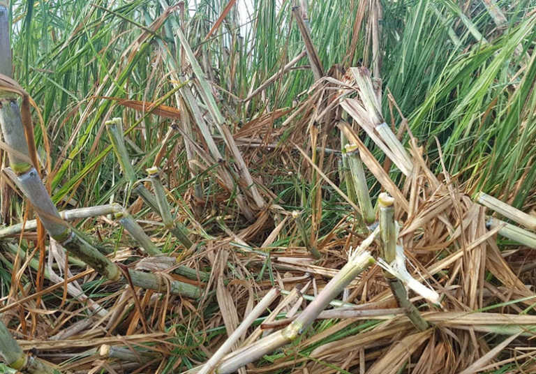 Extensive hail damage in Mpumalanga