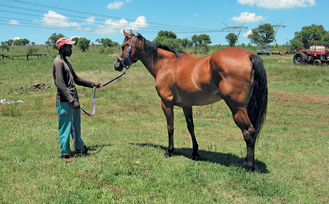 ‘Is my horse bay or brown in colour?’