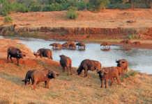 Buffalo on the Luvuvhu River