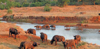 Buffalo on the Luvuvhu River