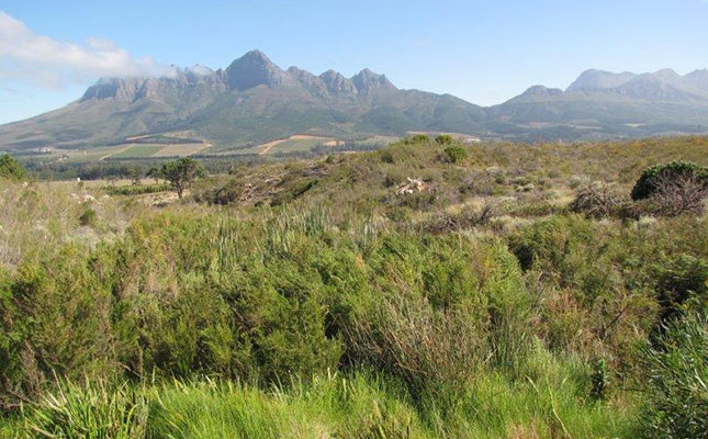 Vergelegen rehabilitates 2 000ha of fynbos
