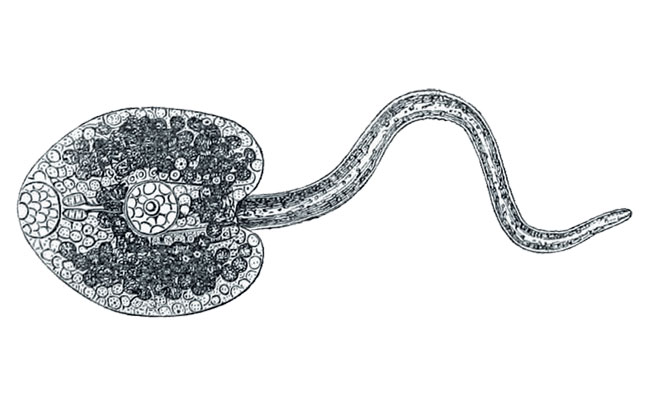 Dealing with liver fluke in cattle