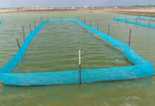 Green water fish systems