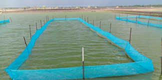 Green water fish systems