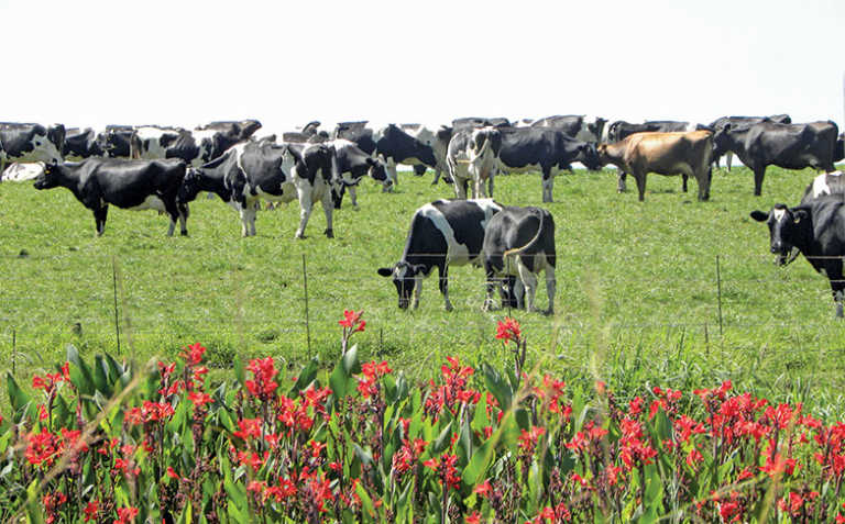 Contributing to the growth of dairy farmers Contributing to the growth of dairy farmers