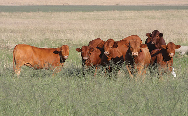 Farmers urged to vaccinate livestock against Rift Valley fever