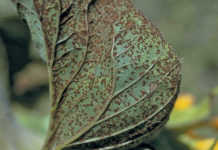 Dealing with blight in sunflowers