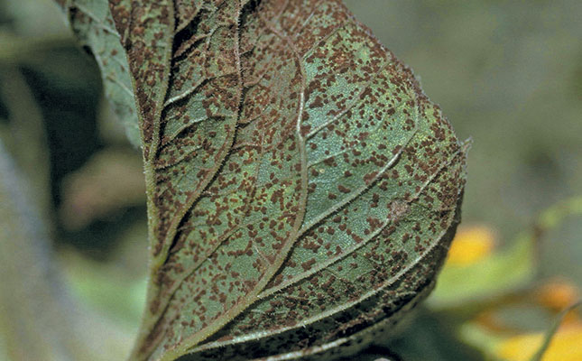 Dealing with blight in sunflowers