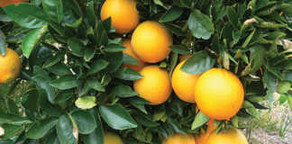 R50 million damage to Eastern Cape citrus industry