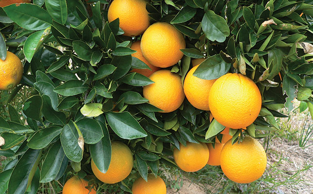 R50 million damage to Eastern Cape citrus industry