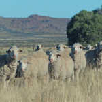Precision breeding with extensively farmed Merinos