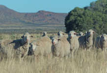 Precision breeding with extensively farmed Merinos