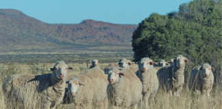 Precision breeding with extensively farmed Merinos