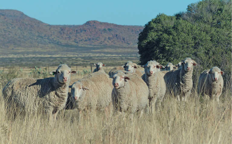 Precision breeding with extensively farmed Merinos