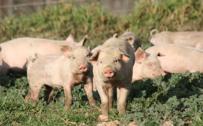 African swine fever case reported in the Northern Cape