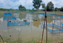 Theft ruining the hopes of aquaculture in Africa