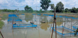 Theft ruining the hopes of aquaculture in Africa