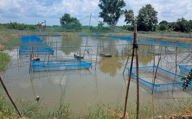 Theft ruining the hopes of aquaculture in Africa Theft ruining the hopes of aquaculture in Africa