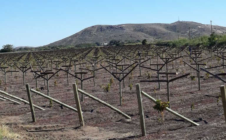 Successful new farmer development projects around Upington Successful new farmer development projects around Upington