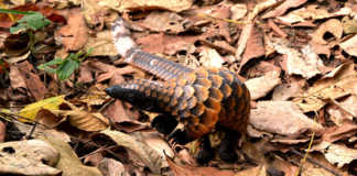 The Black-Bellied pangolin