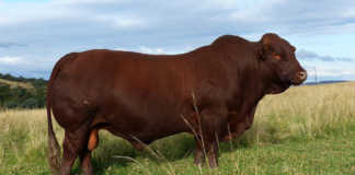 Bonsmara bull sold for a record R1,8 million
