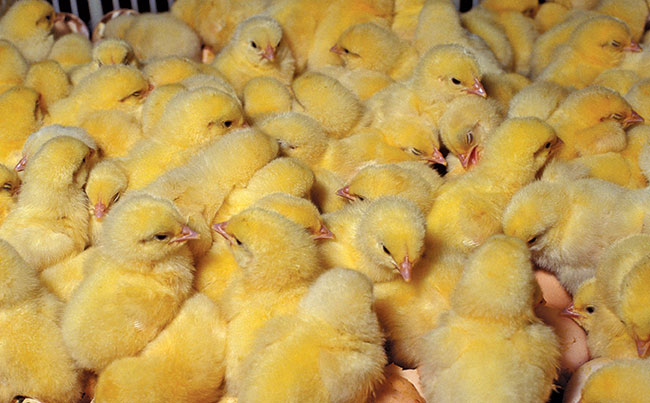 New Chinese hatchery to produce 60 million chicks annually