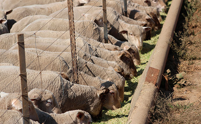 Dealing with abortions in sheep and goats Dealing with abortions in sheep and goats