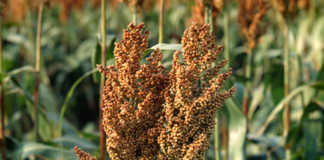 Ever considered sorghum?