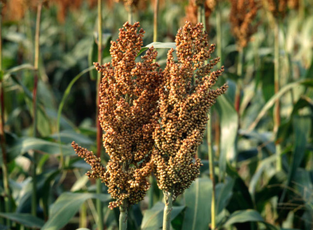 Ever considered sorghum?
