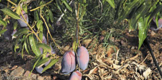 How pioneers make mango production work